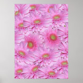 Een symfonie van Pink Gerberas, Poster (Voorkant)