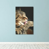 Een tabby kat die zijn poot likt. canvas afdruk (Insitu (Houten vloer))