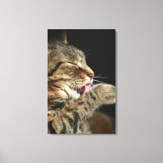 Een tabby kat die zijn poot likt. canvas afdruk (Voorkant)