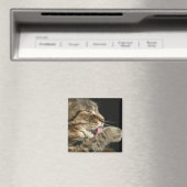 Een tabby kat die zijn poot likt. magneet (Insitu (Vaatwasser))