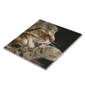 Een tabby kat die zijn poot likt. tegeltje (Zijkant)