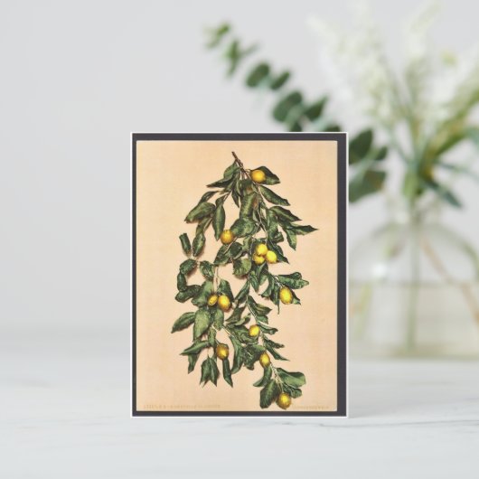 Een tak van citroenen, Limone, Garda, Lake of, Ita Briefkaart (Staand voorkant)