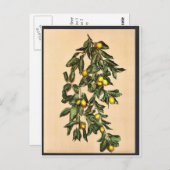 Een tak van citroenen, Limone, Garda, Lake of, Ita Briefkaart (Voorkant / Achterkant)