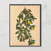 Een tak van citroenen, Limone, Garda, Lake of, Ita Briefkaart (Voorkant)