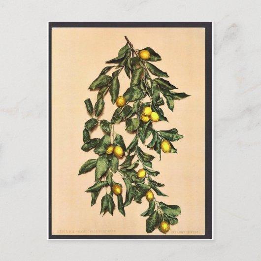 Een tak van citroenen, Limone, Garda, Lake of, Ita Briefkaart (Voorkant)
