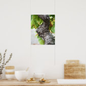 Een tak van een zeer oude wijngaard met gnarled poster (Keuken)