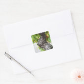 Een tak van een zeer oude wijngaard met gnarled vierkante sticker (Envelop)