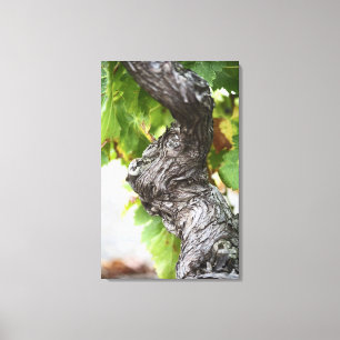 Een tak van een zeer oude wijnstok met knoestige canvas afdruk