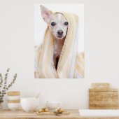 Een Tan en White Chihuahua zitten onder een handdo Poster (Keuken)