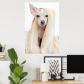 Een Tan en White Chihuahua zitten onder een handdo Poster (Thuiskantoor)