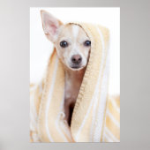 Een Tan en White Chihuahua zitten onder een handdo Poster (Voorkant)