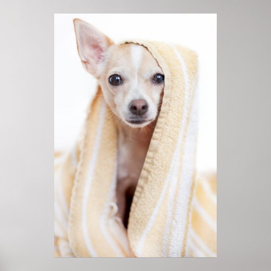 Een Tan en White Chihuahua zitten onder een handdo Poster (Voorkant)