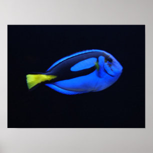 Een Tang van Regal Blue Poster