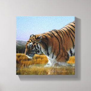 Een tijger die in water wast canvas afdruk