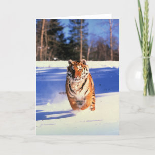 Een tijger in een wenskaart met sneeuwkleurenfoto kaart