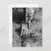 Een tijger met haar twee cubs bij de dierentuin va briefkaart (Voorkant / Achterkant)