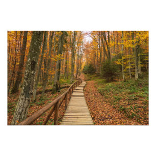 Een tocht door het herfstbos. foto afdruk