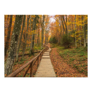 Een tocht door het herfstbos. foto afdruk
