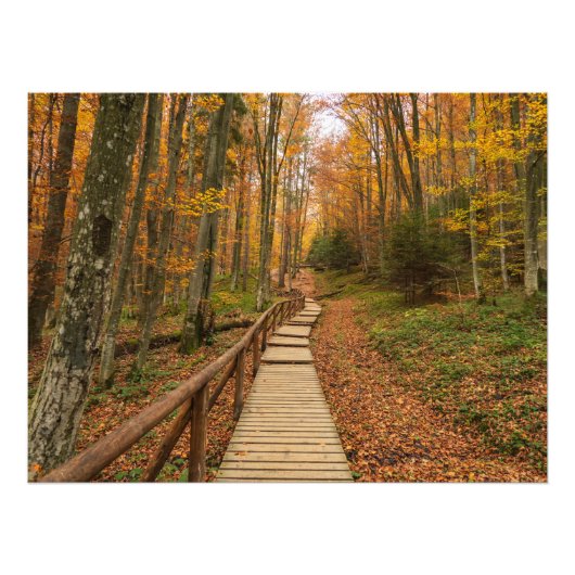 Een tocht door het herfstbos. foto afdruk (Voorkant)