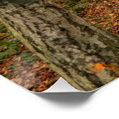Een tocht door het herfstbos. perfect poster (Hoek)