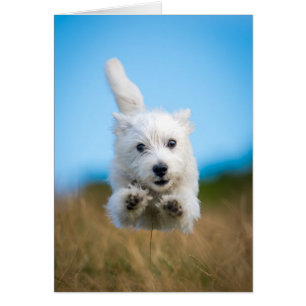Een toverkorting van de Terrier Puppy die van het
