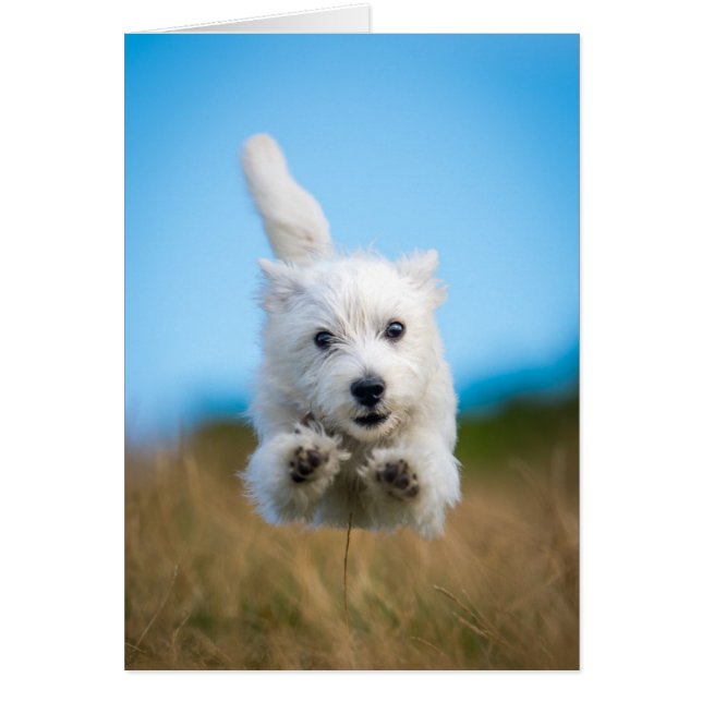 Een toverkorting van de Terrier Puppy die van het  (Voorkant)