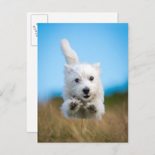 Een toverkorting van de Terrier Puppy die van het Briefkaart (Voorkant / Achterkant)