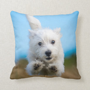 Een toverkorting van de Terrier Puppy die van het Kussen
