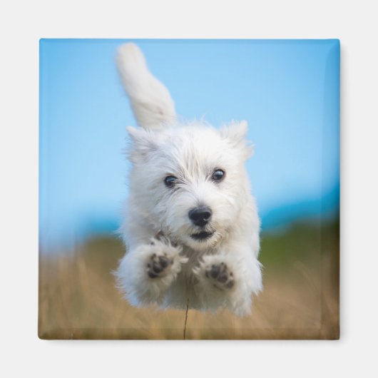 Een toverkorting van de Terrier Puppy die van het Magneet (Voorkant)