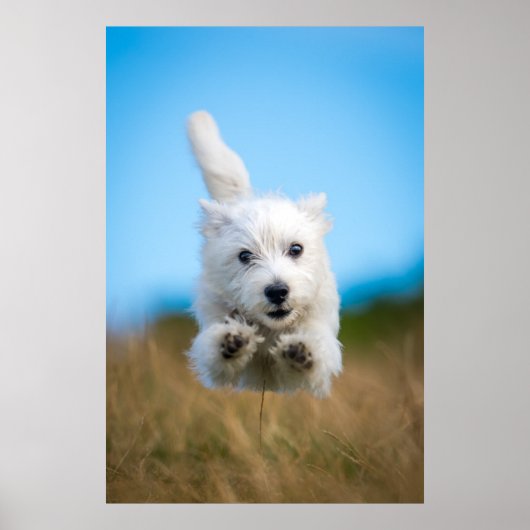 Een toverkorting van de Terrier Puppy die van het  Poster (Voorkant)
