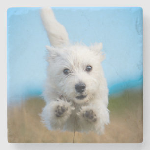 Een toverkorting van de Terrier Puppy die van het  Stenen Onderzetter
