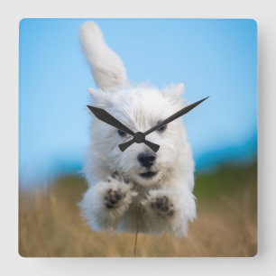 Een toverkorting van de Terrier Puppy die van het Vierkante Klok