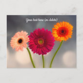 Een trio van Gerbera's ansichtkaart Briefkaart (Voorkant)