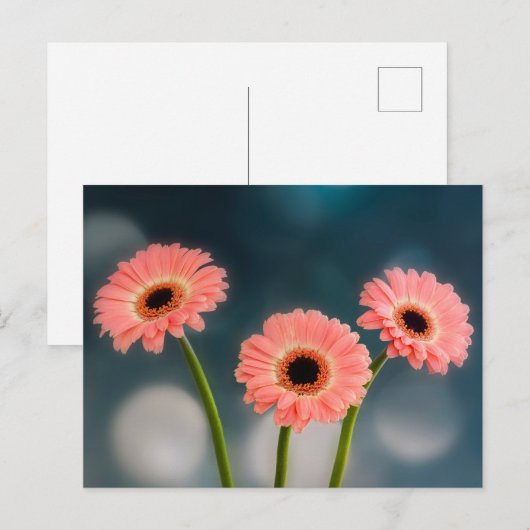 Een trio van het Briefkaart van Roze Gerberas (Voorkant / Achterkant)