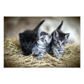 Een trio van Kittens samen nodig Foto Afdruk (Voorkant)