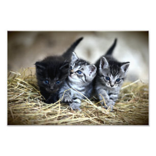 Een trio van Kittens samen nodig Foto Afdruk