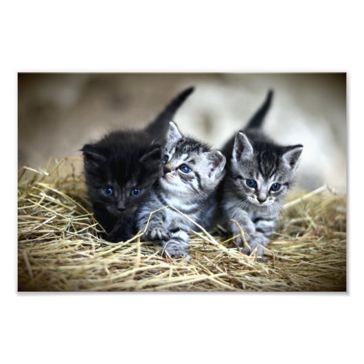Een trio van Kittens samen nodig Foto Afdruk (Voorkant)