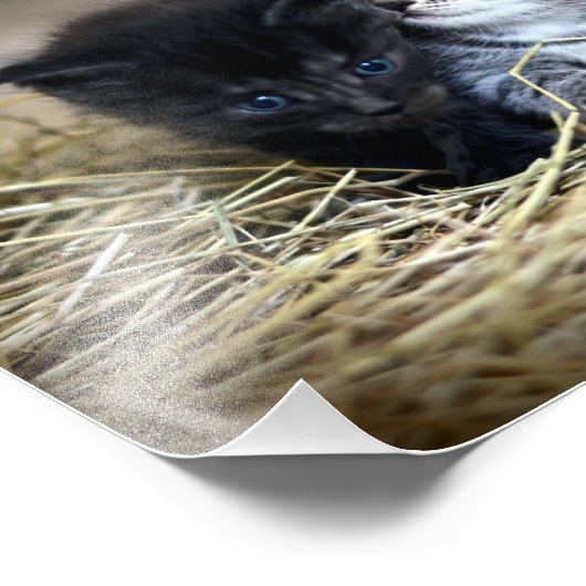 Een trio van Kittens samen nodig Foto Afdruk (Hoek)