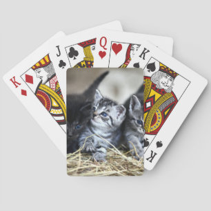 Een trio van Kittens samen nodig Pokerkaarten