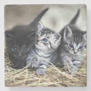 Een trio van Kittens samen nodig Stenen Onderzetter