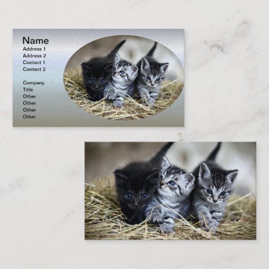 Een trio van Kittens samen nodig Visitekaartje (Voorkant / Achterkant)