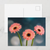 Een trio van roze Gerbera's briefkaart (Voorkant / Achterkant)