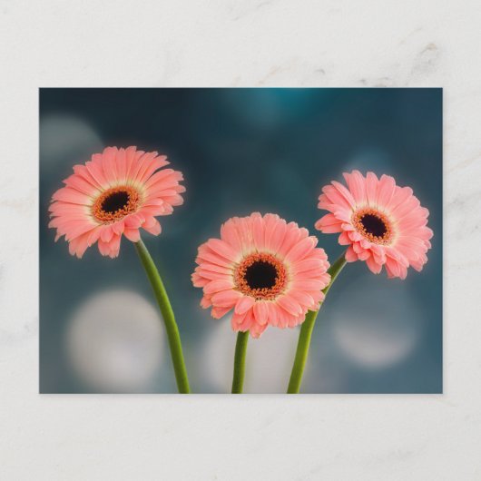 Een trio van roze Gerbera's briefkaart (Voorkant)