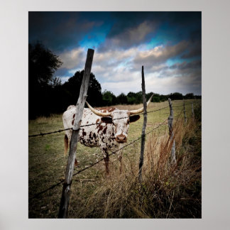 Een True Texas Longhorn Poster