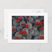 "Een tuin van een woestijnRoos" Briefkaart (Voorkant / Achterkant)