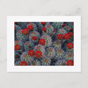 "Een tuin van een woestijnRoos" Briefkaart