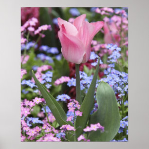 Een tulp bij Luxembourg Tuinen, Parijs, Frankrijk Poster