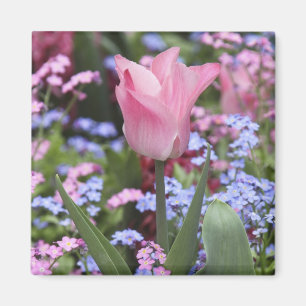 Een tulp in de Luxemburgse tuinen, Parijs, Frankri Magneet