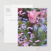 Een tulp in Luxemburg Gardens, Parijs, Frankrijk Briefkaart (Voorkant / Achterkant)