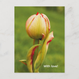 Een tulpenknop feestdagenkaart